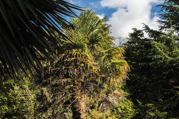 Jardín
