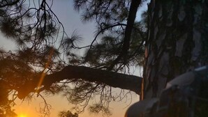 Ein Sonnenuntergangsblick von einem Baum mit Metallgeländer, einem Weg und fernen Bergen.