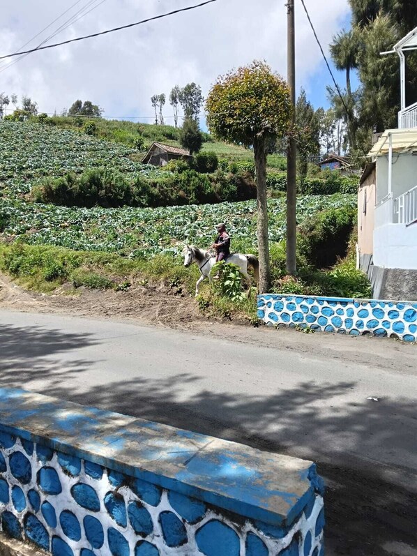 A rural road with a horse-drawn carriage, a stone wall with blue patterns, and a hilly landscape with vegetation. - Den Bagus Bromo (Ngadisari)
