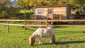 Une cabane en bois avec une zone délimitée par une clôture et un cheval qui broute devant.