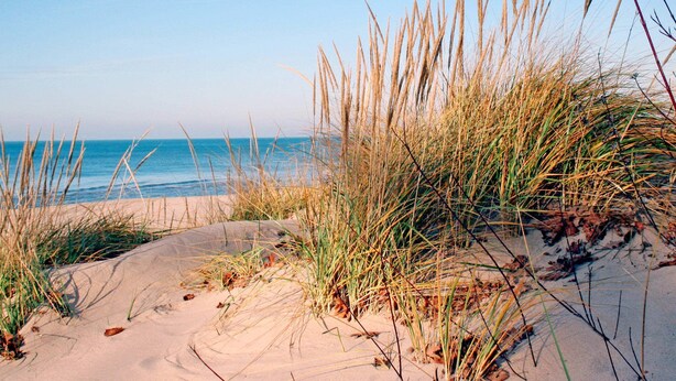 Une plage avec des dunes de sable et de hautes herbes.