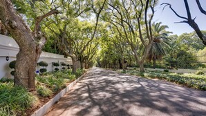 A tree-lined pathway with a paved road, bordered by greenery and a white wall with decorative shrubs.
