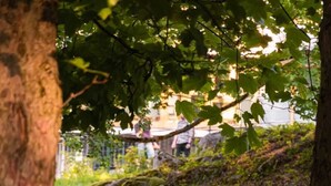 Un cerf se trouve dans une zone herbeuse, parsemée d’arbres et comprenant une structure en pierre.