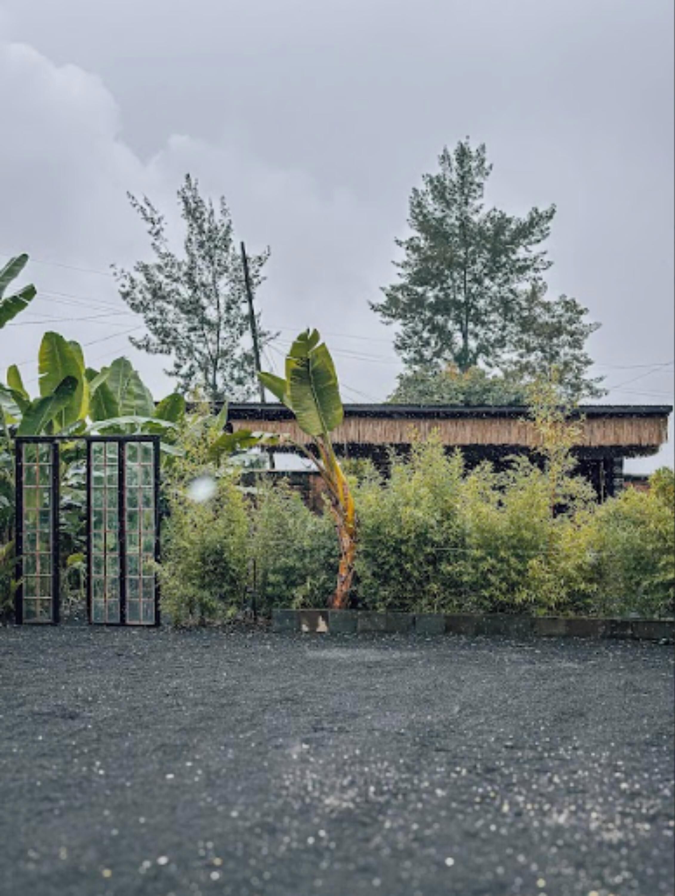 A building with a thatched roof, surrounded by lush greenery and a gravel driveway.