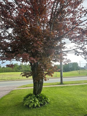 Property grounds - Cozy basement suite in a great central location! (Sydney)