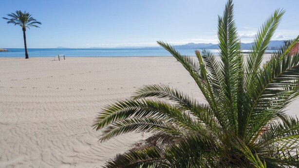 A beach with a palm tree, clear sky, and calm sea. - Apartment 'Los Olivos Bb' with Sea View, Wi-Fi and Air Conditioning (Faro de Cullera)
