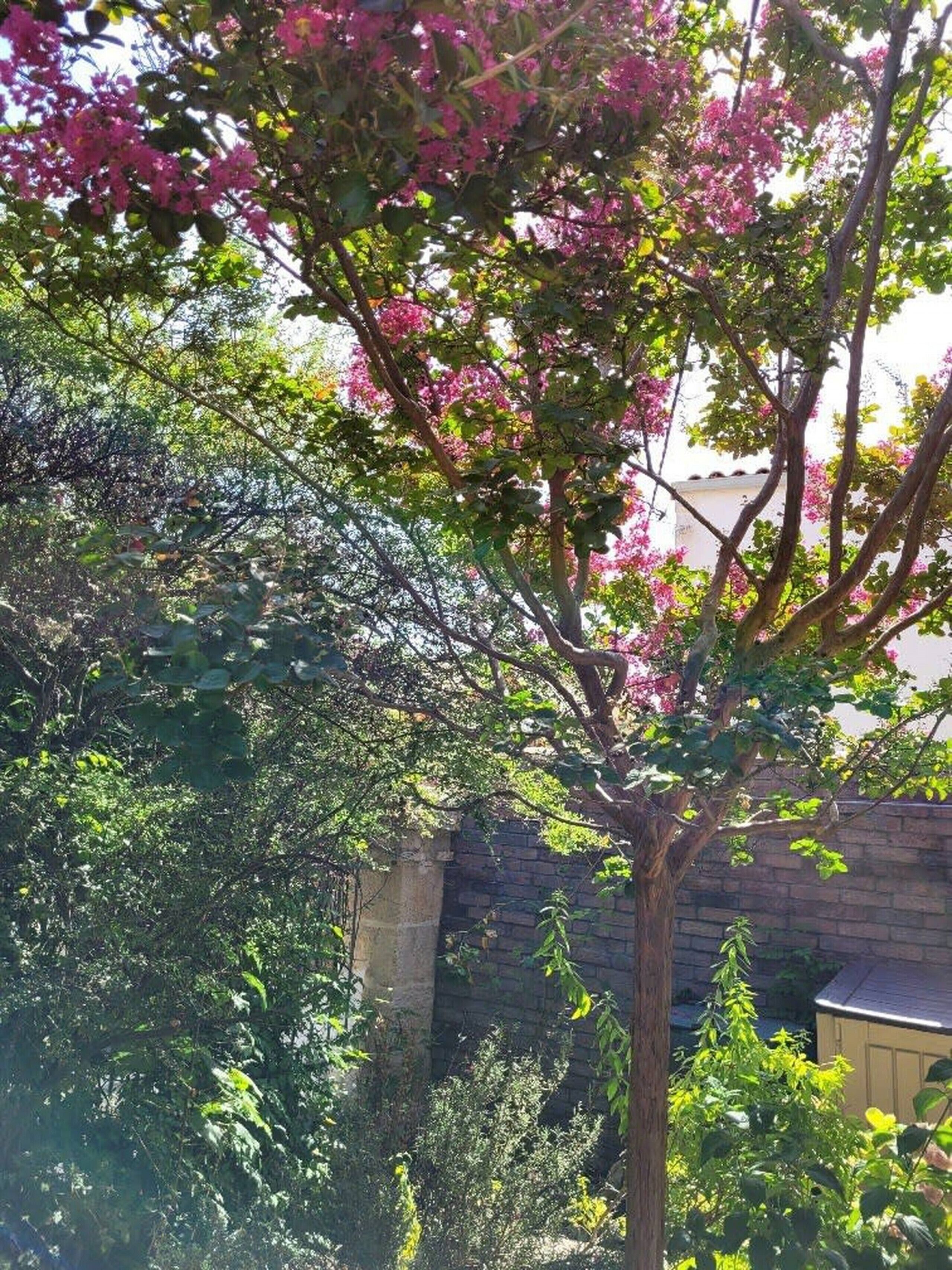 Un árbol con flores rosadas en un jardín.