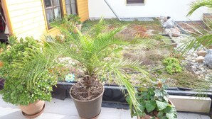 A garden with various potted plants and a small house in the background.