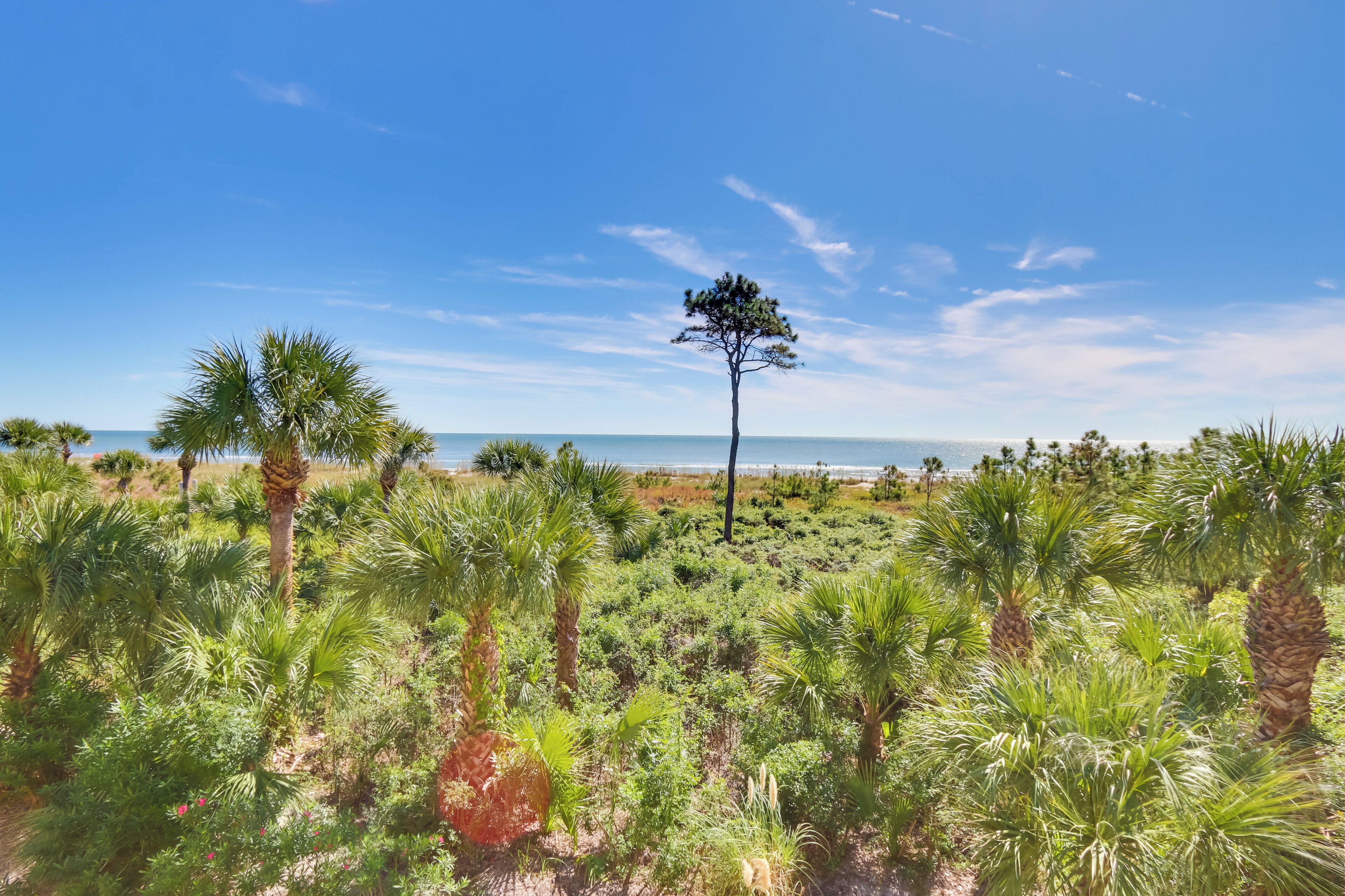 A coastal landscape with a variety of vegetation, including palm trees and shrubs, leading to a beach.