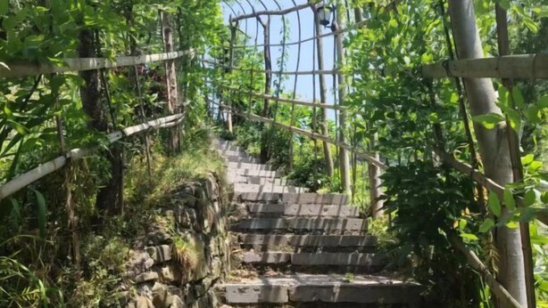 Een stenen trap omgeven door weelderige begroeiing en een houten pergola.