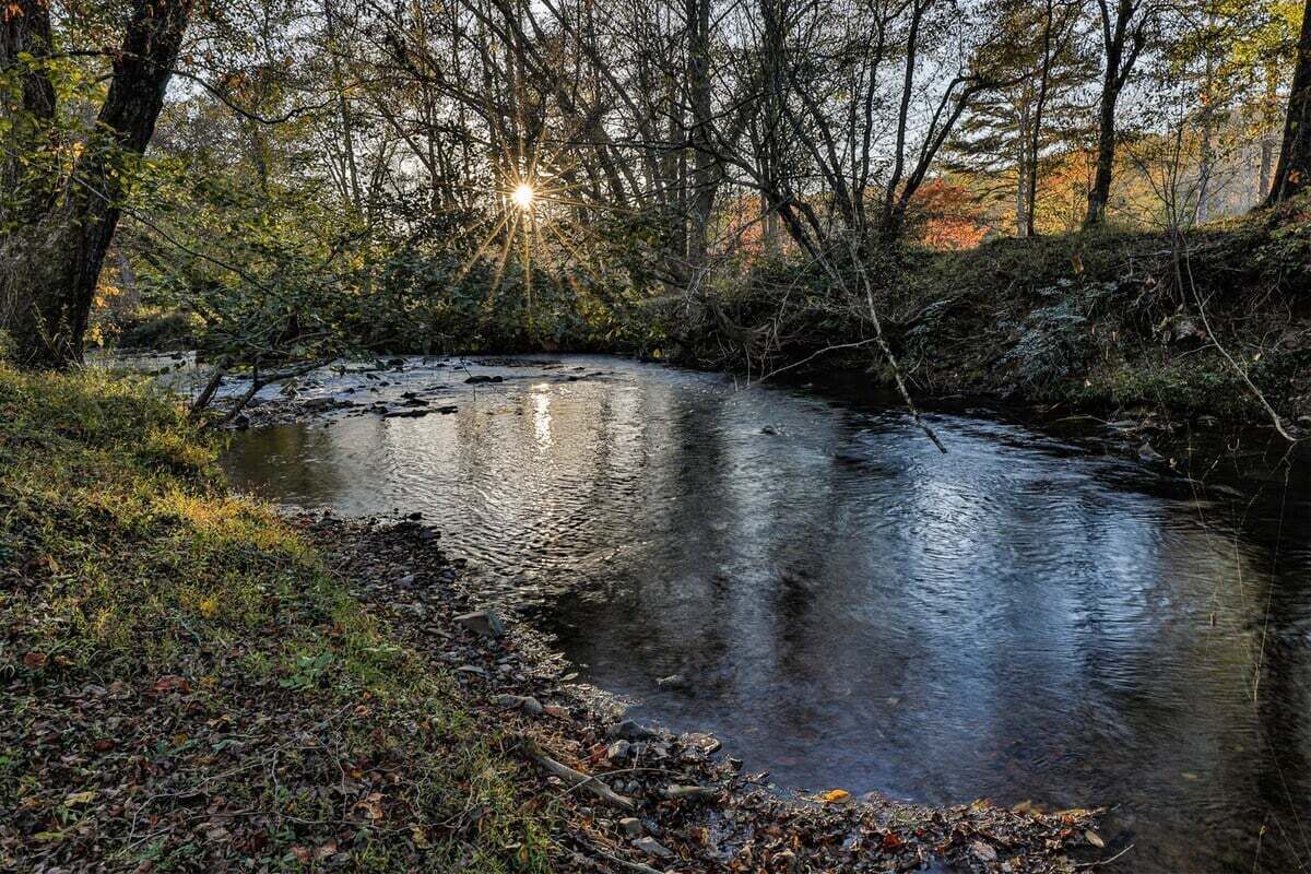 Un paisaje natural con un arroyo, árboles y luz solar filtrándose entre las ramas.
