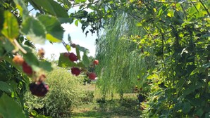 Un giardino con cespugli di lamponi e un salice piangente.