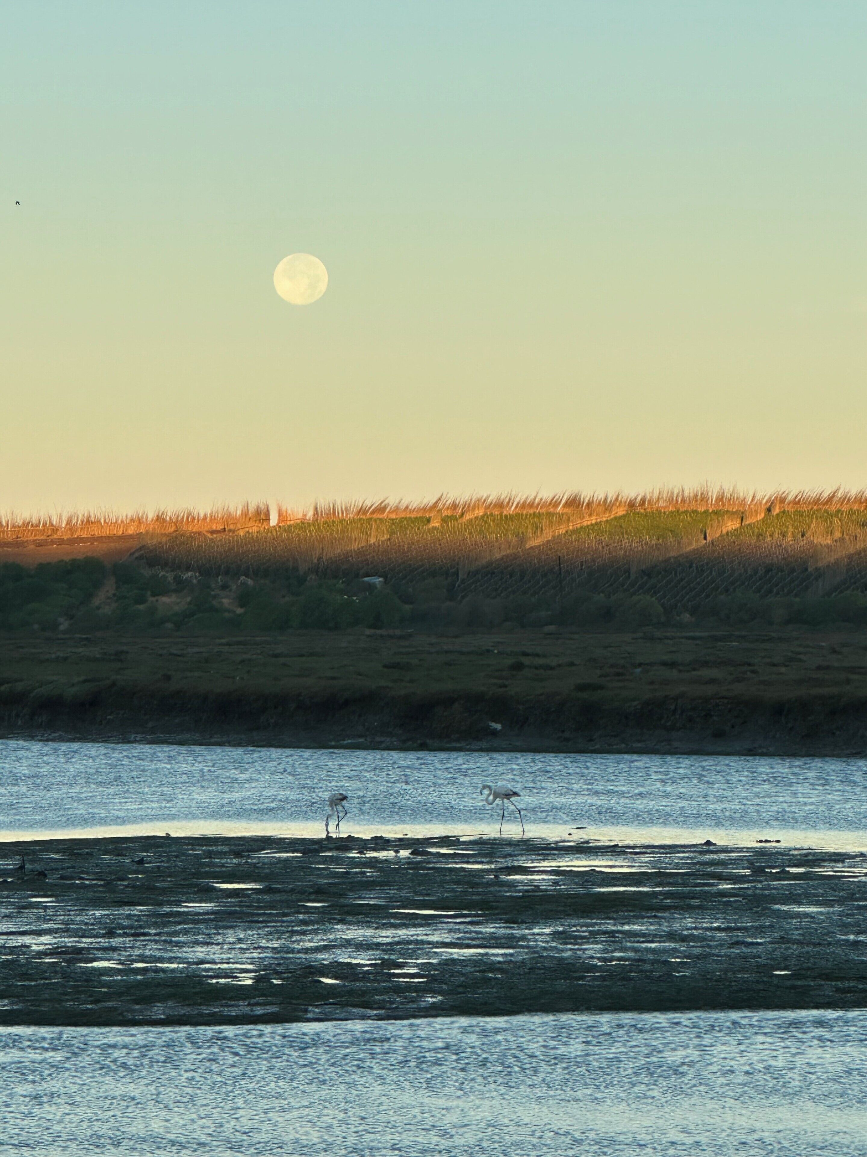 Ruhige Wasserfläche, zwei Vögel stehen im flachen Wasser.