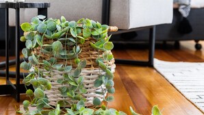 A wicker basket with green foliage on a wooden floor, a grey sofa with a white cushion, and a black side table with a white object on it. - Designer Styled Studio in Central Trendy Glebe (Sydney)