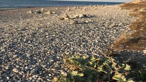 A pebbled beach with a clear view of the sea and a rocky outcrop in the distance. - 4 Star Holiday Home in Nykobing Sj (Nykobing Sjaelland)