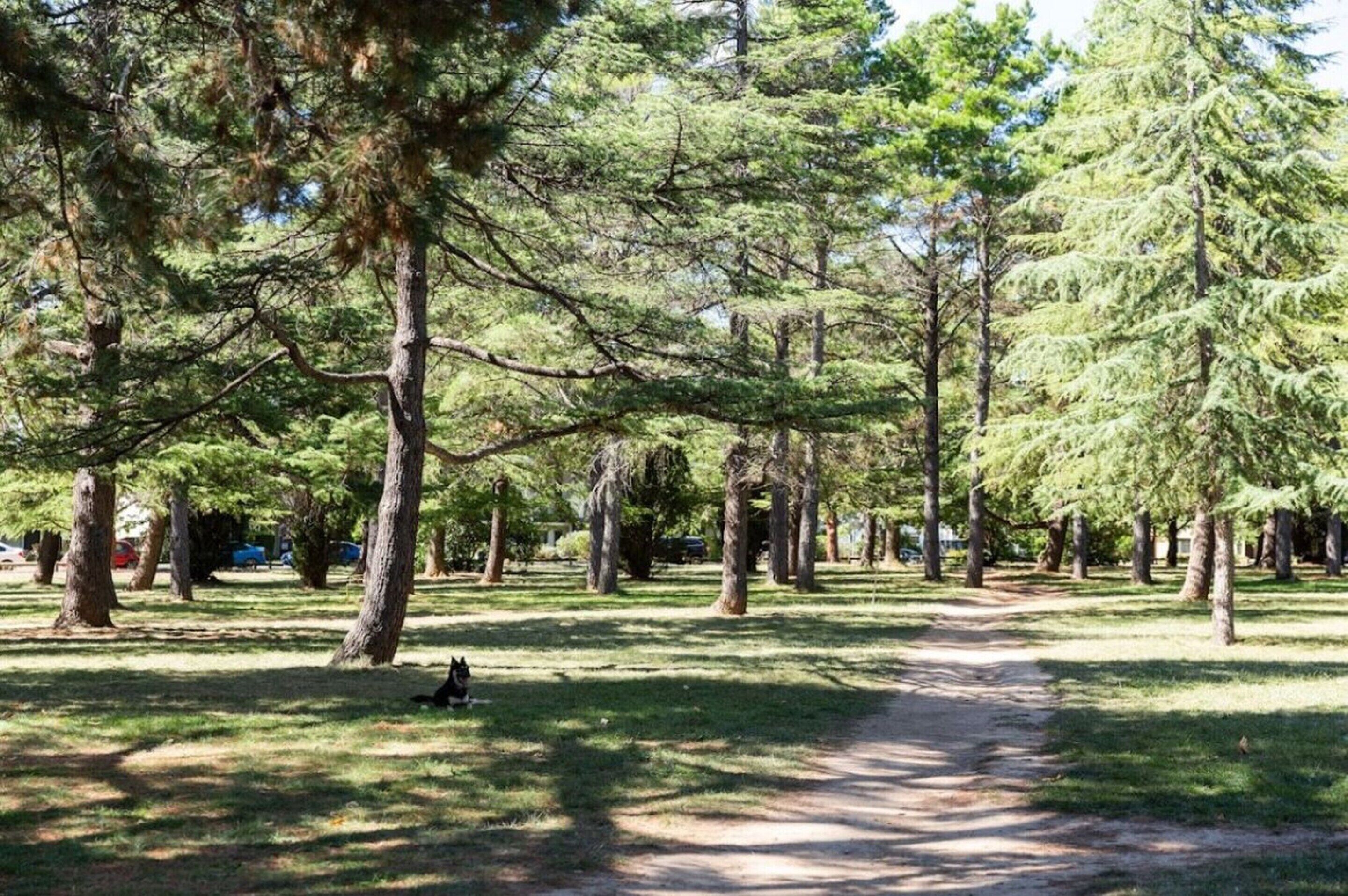 A park with a dirt path, trees, and a dog.