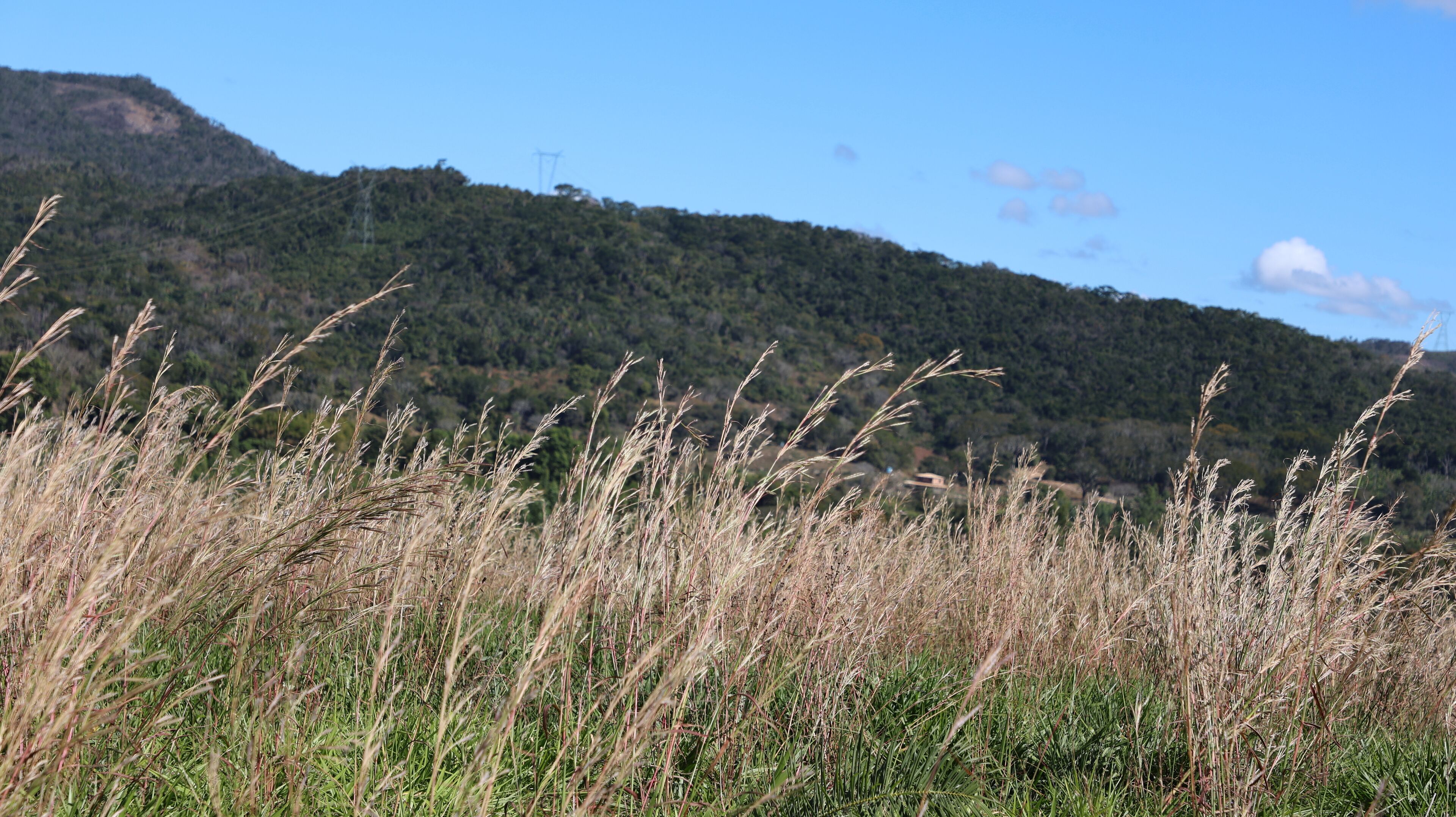 A field of tall grasses in front of a mountain with a clear sky.