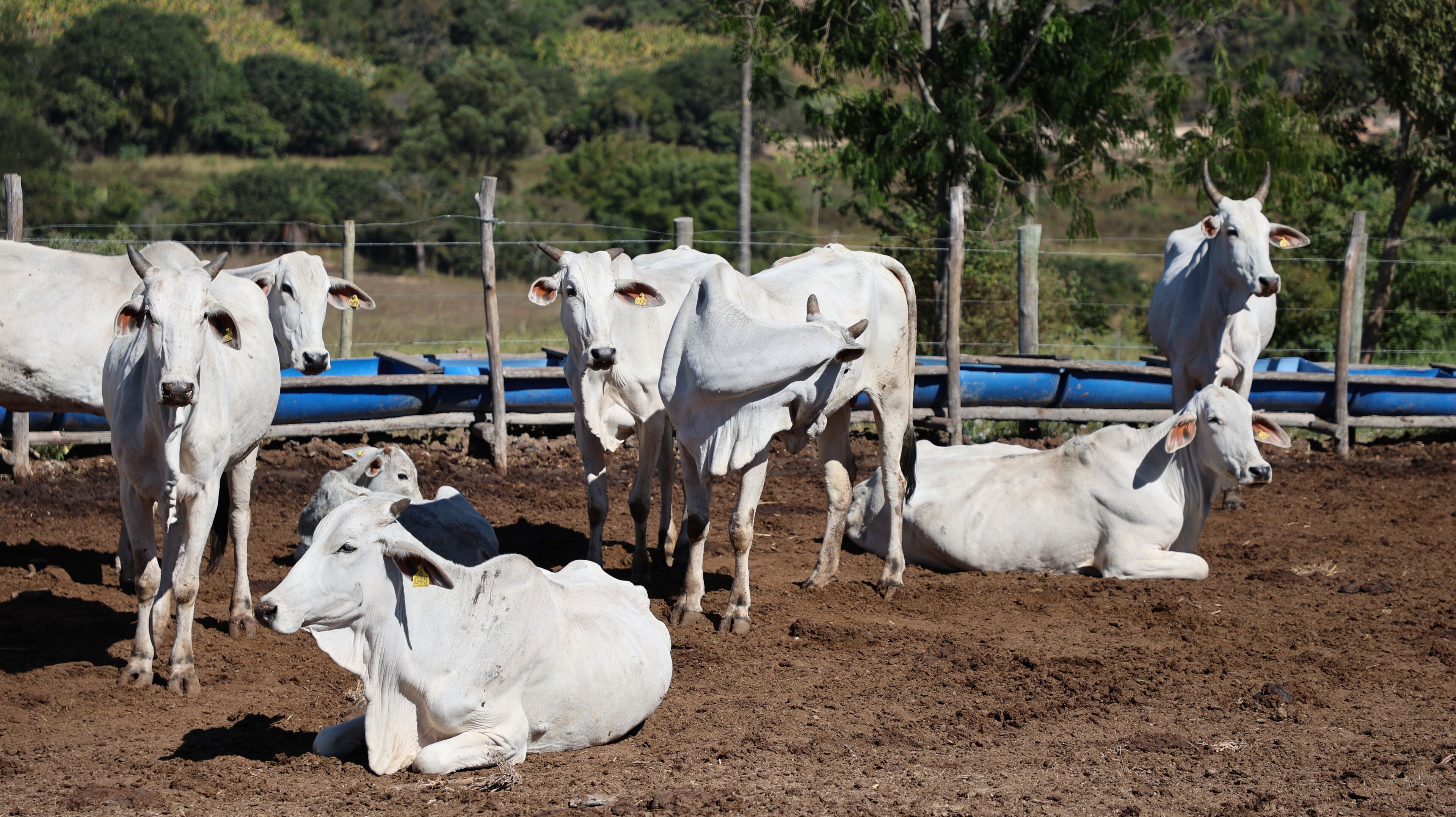 Cattle in a fenced area with a dirt ground.