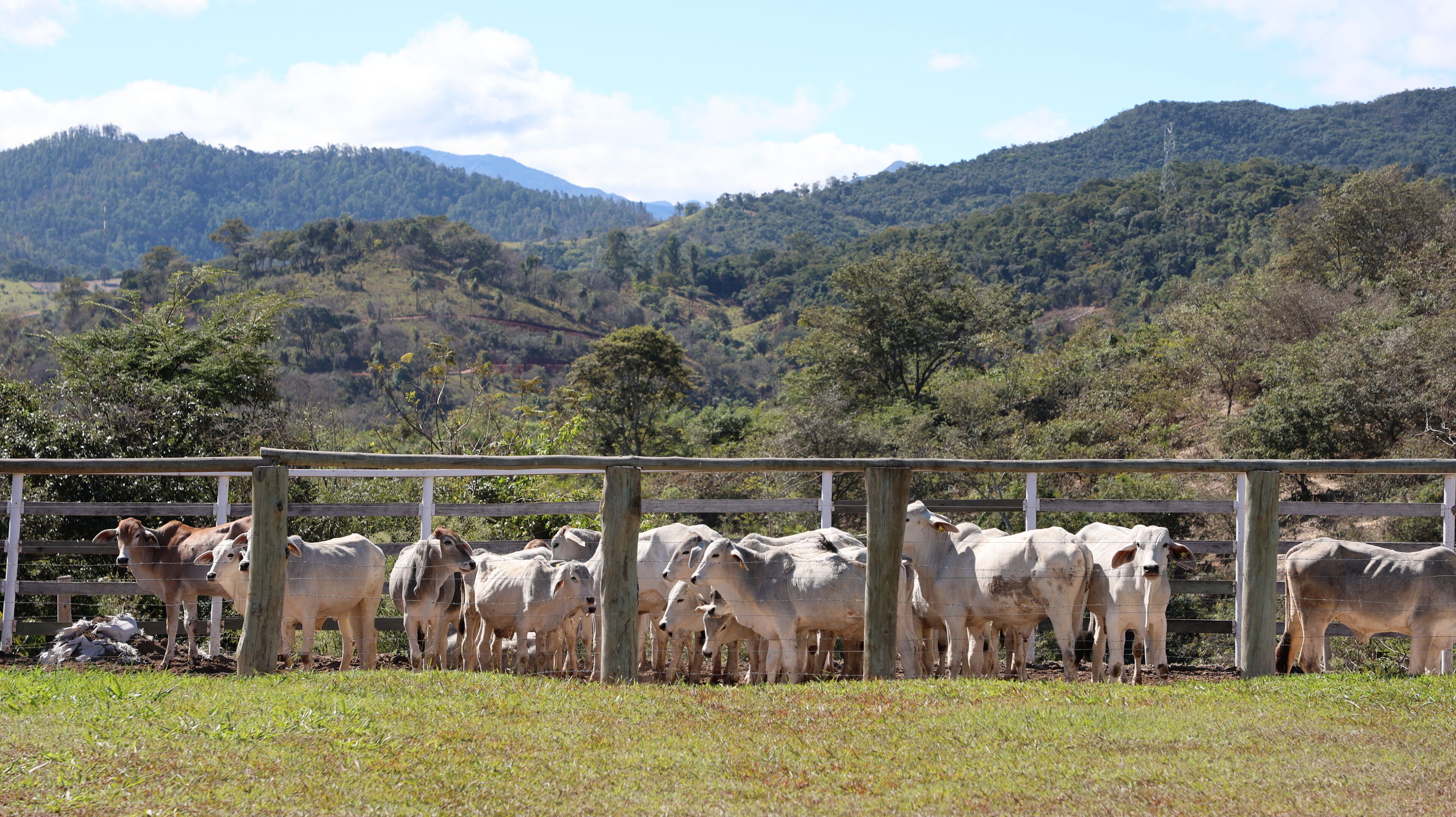 Uma área cercada com um grupo de gado.
