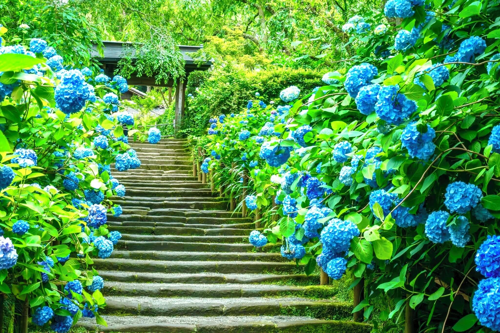 A stone staircase surrounded by lush greenery and blue hydrangea flowers.