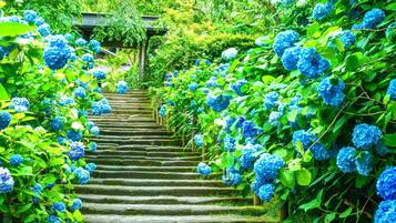 A stone staircase surrounded by lush greenery and blue hydrangea flowers.
