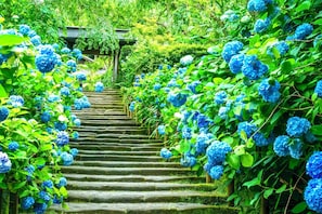 A stone staircase surrounded by lush greenery and blue hydrangea flowers. - Ideal for sightseeing in Yokohama Chinatown, Motomachi, and Yamate｜Quiet, comfortable home (62 square meters)｜Easy access to Kamakura! (Yokohama)