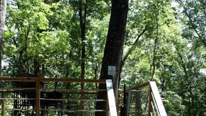 A wooden staircase leading up to a platform in a forested area.