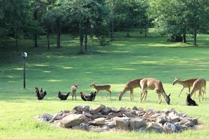 A grassy field with a pile of rocks in the foreground and trees in the background.