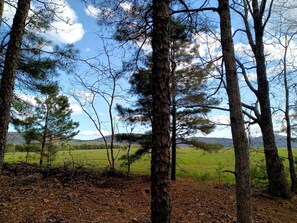 Un paisaje natural con árboles y un campo cubierto de hierba.