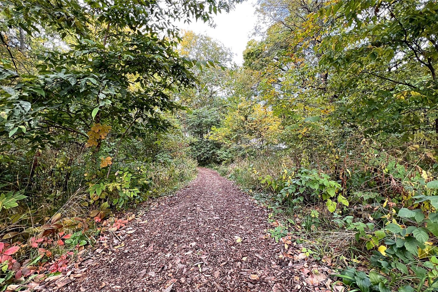 A forested path with dense foliage on both sides.