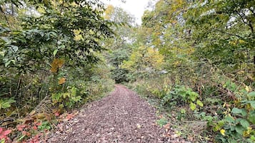 A forested path with dense foliage on both sides.