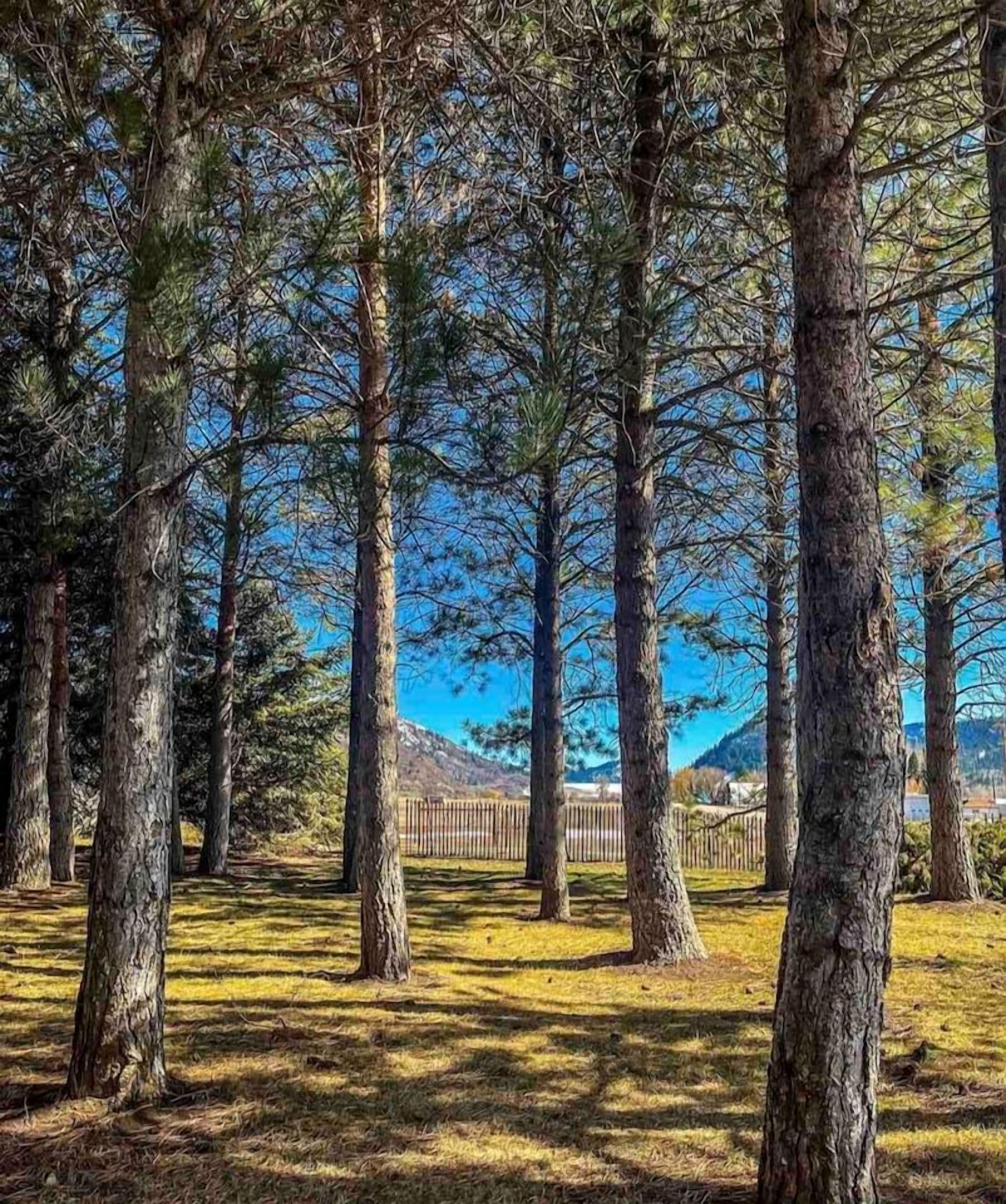Uma área arborizada com árvores altas e céu claro.