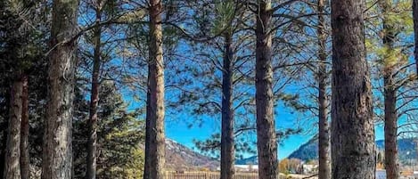Uma área arborizada com árvores altas e céu claro.