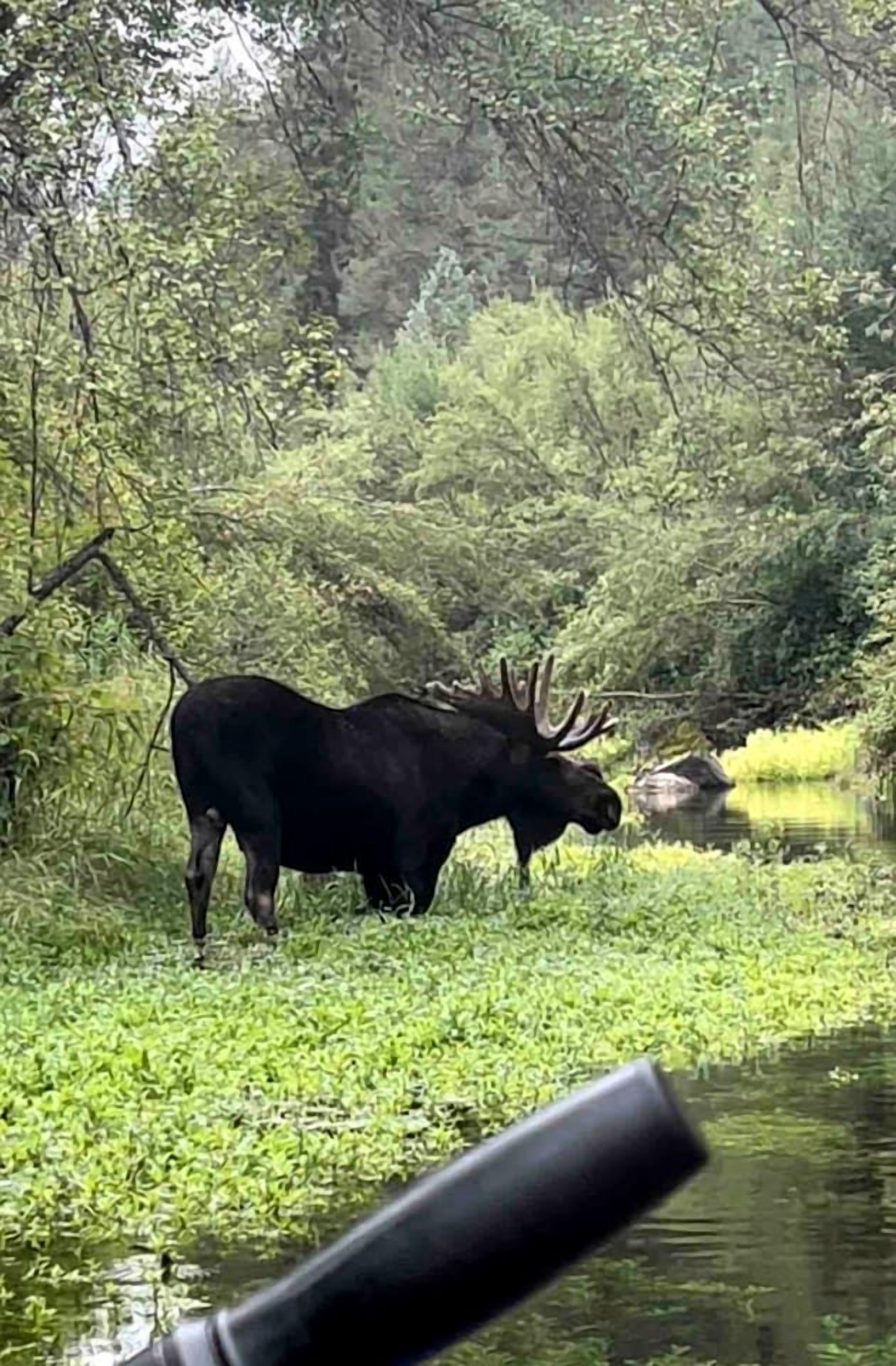 A moose in a natural setting with dense foliage and a body of water.