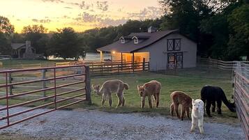 Jardines del alojamiento