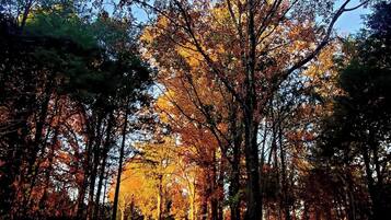 Una fitta foresta con alberi alti e cielo sereno.