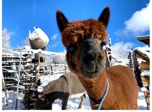 An alpaca in a snowy enclosure with a clear blue sky. - Log Casita Overlooking Pond and Waterfall near Taos, New Mexico (Taos Ski Valley)