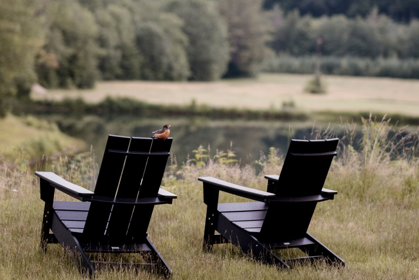 Två Adirondack-stolar placerade mittemot en sjö eller liknande vattendrag, och på en av stolarna sitter en fågel.