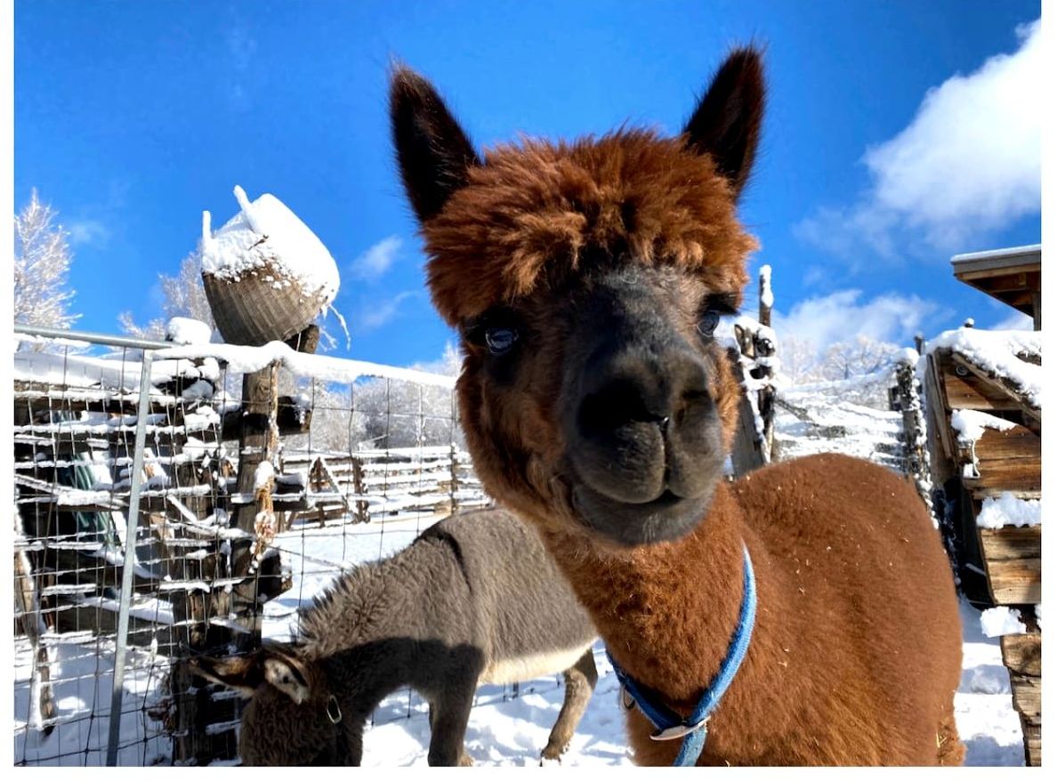 Una alpaca en un recinto nevado con un cielo azul despejado.