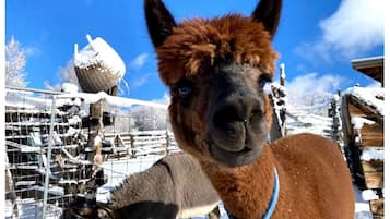 Una alpaca en un recinto nevado con un cielo azul despejado.