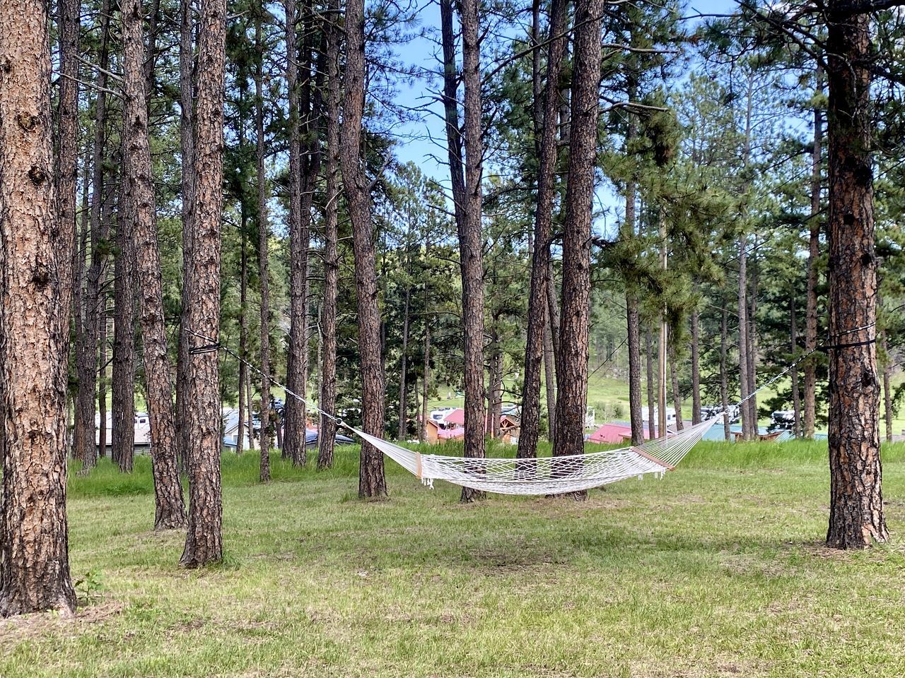 En hængekøje spændt mellem træer i en græsplæne, med huse i baggrunden.