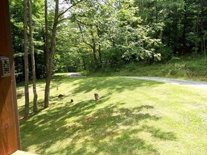 A grassy area with trees and a road.