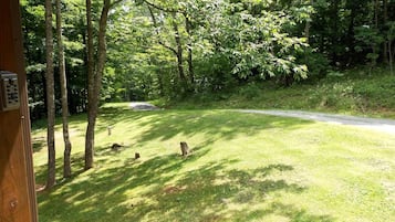 Een begroeiend gebied met bomen en een weg.