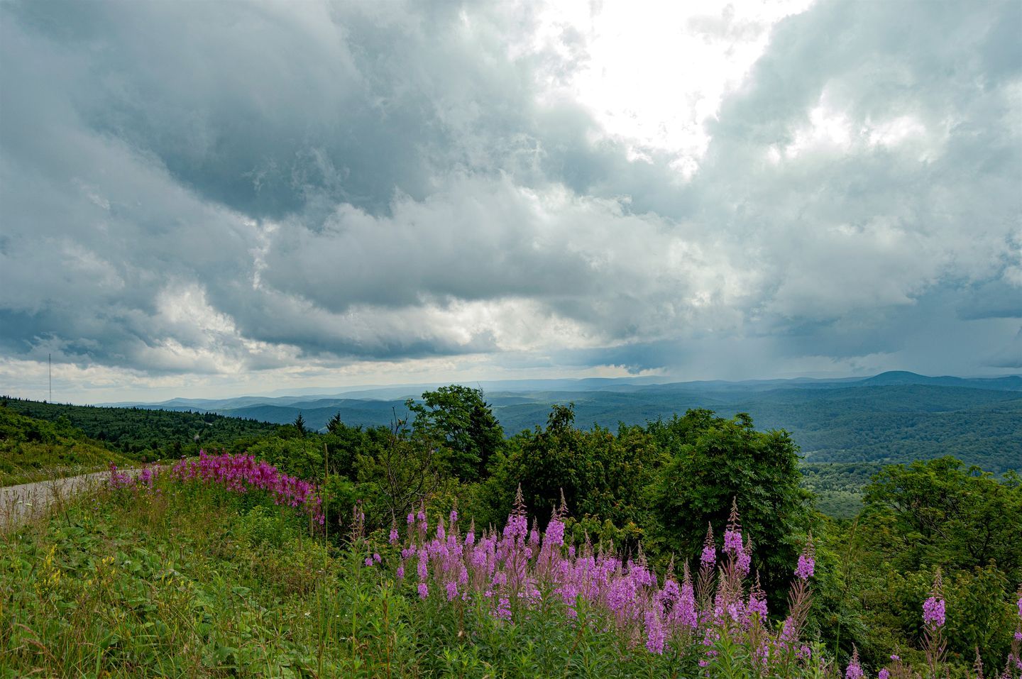 A mountainous landscape with purple flowers in the foreground and a cloudy sky.