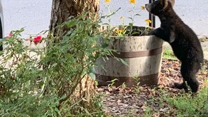 A bear standing next to a mailbox, with a road and greenery in the background. - Serenity Haus centrally-located townhome only .2 of a mile from downtown.. (Helen)