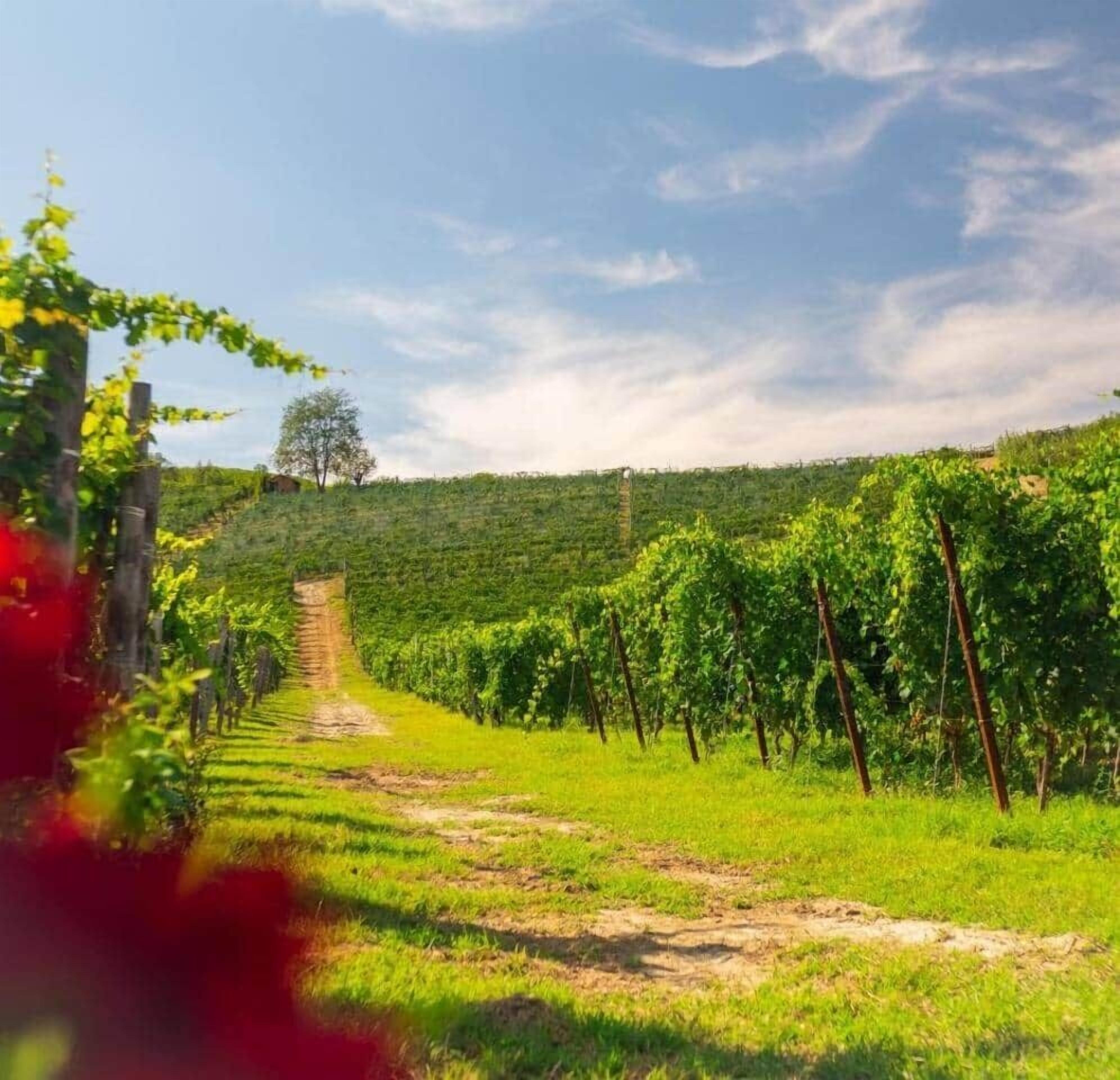 Un vignoble avec des rangées de vignes et un chemin de terre qui le traverse.