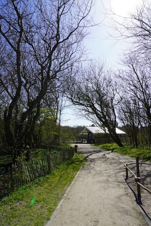 A rural pathway leading to a building with a sloped roof, surrounded by leafless trees and a fence.