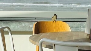 A bird on a wooden chair by a window overlooking the sea. - Sunny Seaside Getaway: A Short Walk to Beach and Dunes (Bergen aan Zee)