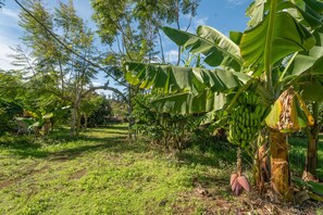 A lush garden with banana trees and a variety of other vegetation.