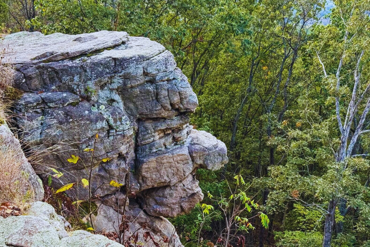 A natural rock formation surrounded by dense forest.